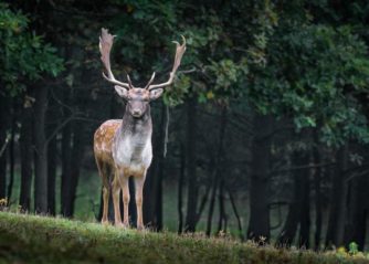 världens farligaste djur i sverige