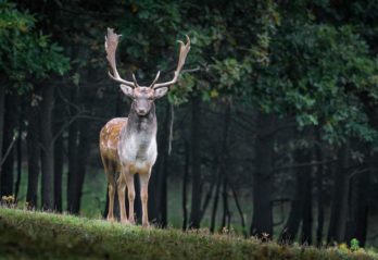 världens farligaste djur i sverige